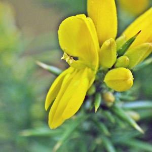 Photographie n°556436 du taxon Ulex minor Roth [1797]