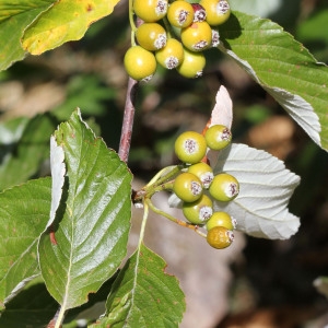  - Sorbus aria (L.) Crantz [1763]