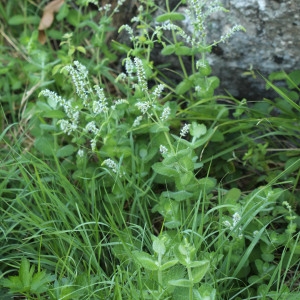 Photographie n°560023 du taxon Mentha suaveolens Ehrh.