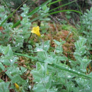 Photographie n°560103 du taxon Hypericum elodes L.