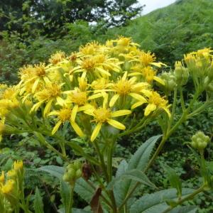 Photographie n°563455 du taxon Senecio bayonnensis Boiss. [1856]