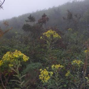 Photographie n°563458 du taxon Senecio bayonnensis Boiss. [1856]