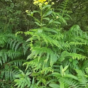 Photographie n°563783 du taxon Senecio bayonnensis Boiss. [1856]