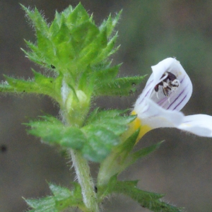 Photographie n°563793 du taxon Euphrasia hirtella Jord. ex Reut. [1856]