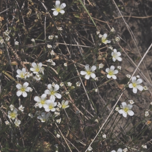 Photographie n°563830 du taxon Minuartia laricifolia (L.) Schinz & Thell. [1907]