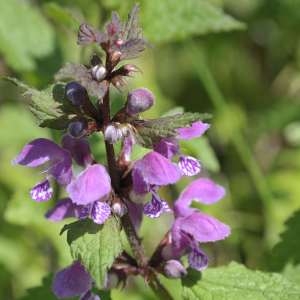 Photographie n°570451 du taxon Lamium maculatum (L.) L. [1763]