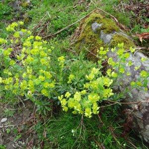 Photographie n°570794 du taxon Euphorbia amygdaloides L. [1753]