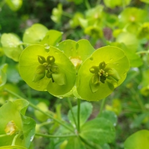 Photographie n°570796 du taxon Euphorbia amygdaloides L. [1753]