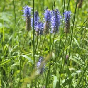 Photographie n°571155 du taxon Phyteuma spicatum L. [1753]