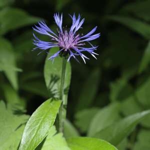 Photographie n°571160 du taxon Cyanus montanus (L.) Hill [1768]