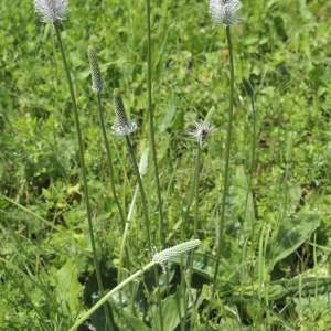 Photographie n°572212 du taxon Plantago media L. [1753]