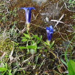 Photographie n°572213 du taxon Gentiana angustifolia Vill. [1787]