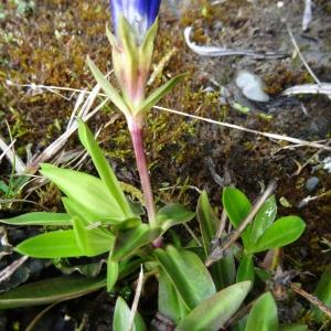 Photographie n°572214 du taxon Gentiana angustifolia Vill. [1787]