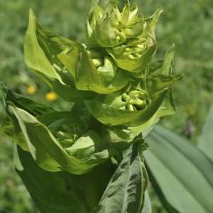 Photographie n°572574 du taxon Gentiana lutea L. [1753]