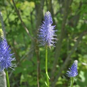 Photographie n°572950 du taxon Phyteuma spicatum L. [1753]