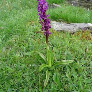 Photographie n°573628 du taxon Orchis mascula subsp. mascula
