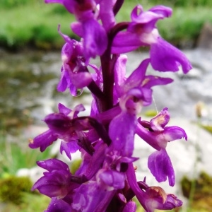 Photographie n°573630 du taxon Orchis mascula subsp. mascula