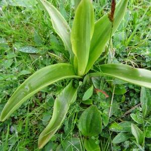 Photographie n°573631 du taxon Orchis mascula subsp. mascula