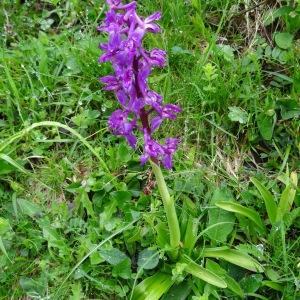 Photographie n°573632 du taxon Orchis mascula subsp. mascula