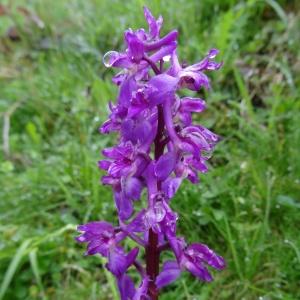 Photographie n°573633 du taxon Orchis mascula subsp. mascula