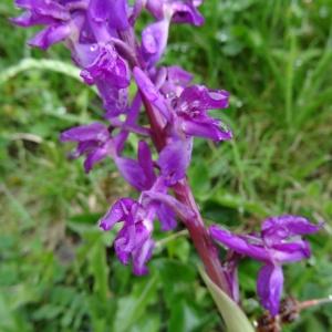 Photographie n°573634 du taxon Orchis mascula subsp. mascula
