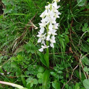 Photographie n°573635 du taxon Orchis mascula subsp. mascula