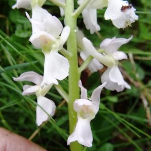 Photographie n°573637 du taxon Orchis mascula subsp. mascula