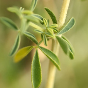 Photographie n°573646 du taxon Adenocarpus complicatus (L.) J.Gay [1836]