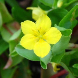 Photographie n°573652 du taxon Lysimachia nemorum L. [1753]