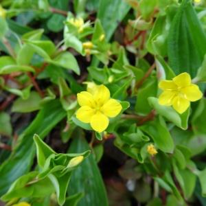 Photographie n°573653 du taxon Lysimachia nemorum L. [1753]