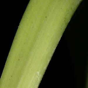 Photographie n°574722 du taxon Allium polyanthum Schult. & Schult.f. [1830]