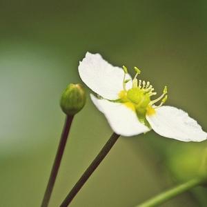  - Alisma lanceolatum With. [1796]