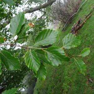  - Fagus sylvatica f. sylvatica