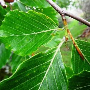  - Fagus sylvatica f. sylvatica