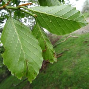 Photographie n°579068 du taxon Fagus sylvatica f. sylvatica