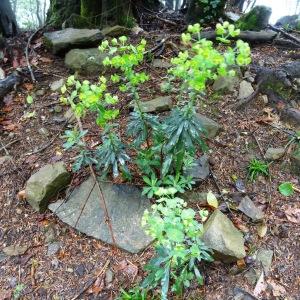 Photographie n°580536 du taxon Euphorbia amygdaloides subsp. amygdaloides