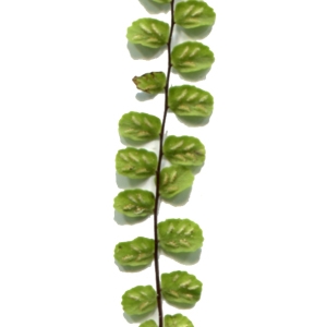  - Asplenium trichomanes subsp. trichomanes