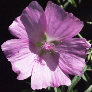 Photographie n°581655 du taxon Malva moschata L. [1753]