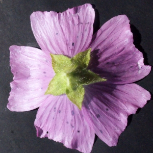 Photographie n°581664 du taxon Malva moschata L. [1753]