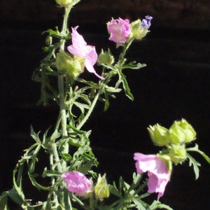 Photographie n°581674 du taxon Malva moschata L. [1753]