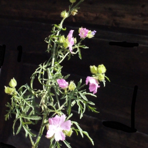 Photographie n°581676 du taxon Malva moschata L. [1753]