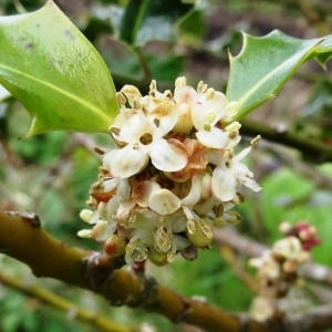 Photographie n°581680 du taxon Ilex aquifolium L. [1753]