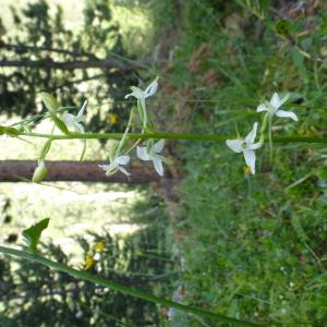 Photographie n°582069 du taxon Platanthera bifolia (L.) Rich. [1817]