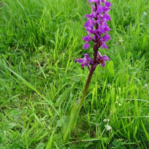 Photographie n°582084 du taxon Orchis mascula subsp. mascula