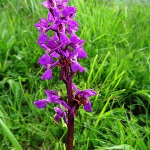Photographie n°582085 du taxon Orchis mascula subsp. mascula