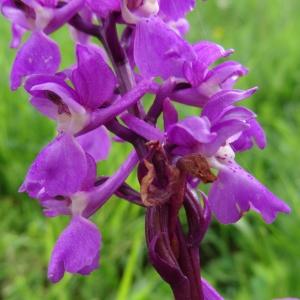 Photographie n°582087 du taxon Orchis mascula subsp. mascula