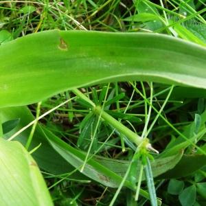 Photographie n°582088 du taxon Orchis mascula subsp. mascula