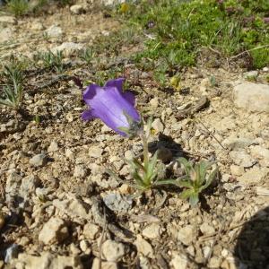 Photographie n°582092 du taxon Campanula alpestris All. [1773]