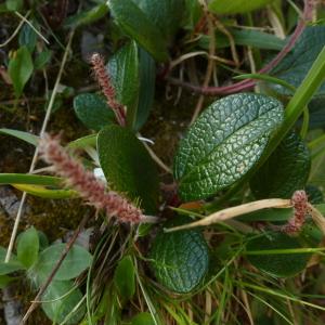  - Salix reticulata sensu L. [1754]