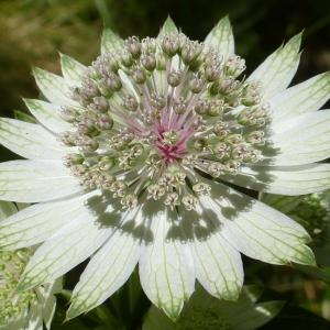  - Astrantia major L. [1753]